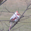 Northern Cardinal