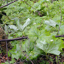 Umbrella-Leaf