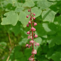 Salal