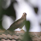 Black Kite