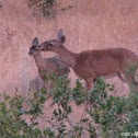 Mule deer