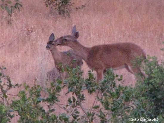 Spotting Image 1