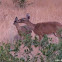 Mule deer