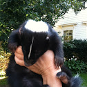eastern skunk