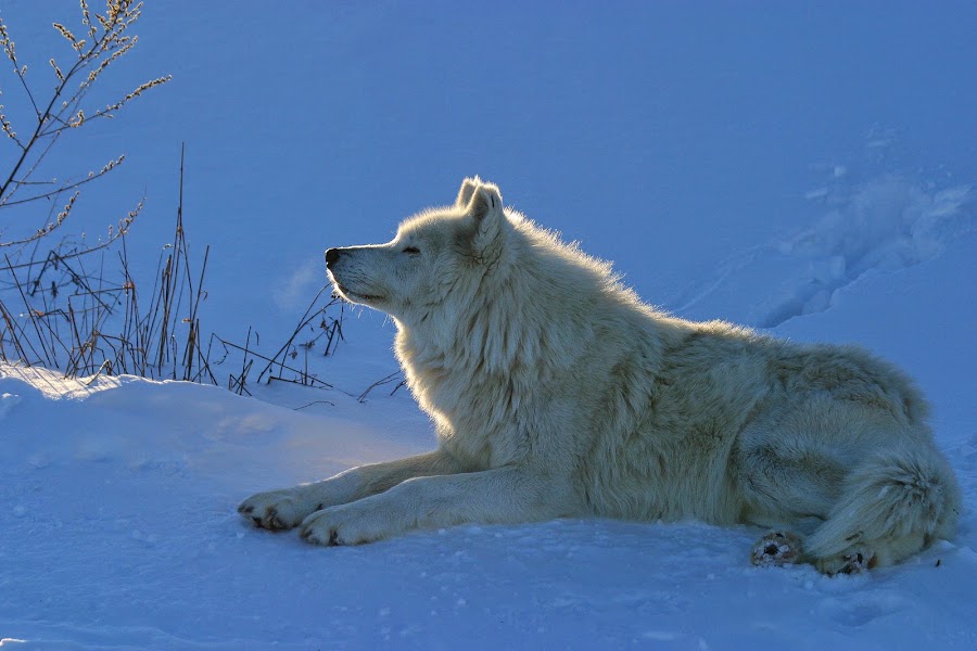 by Rachel Bilodeau - Animals Other Mammals
