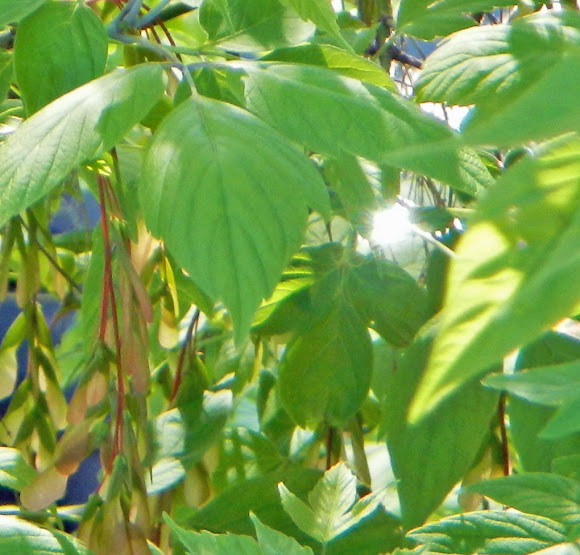 Spotting Image 1