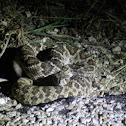 Western Diamondback Rattlesnake