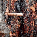 Concealer Moth Larva Case