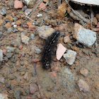 Larvae
