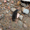 Larvae