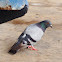 Rock Dove