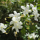 Crape Jasmine