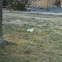 Albino squirrel
