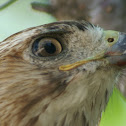 red tailed hawk Juvenile