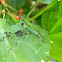 hibiscus leaf-roller moth (caterpillar)