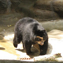 Spectacled Bear