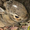 Cottontail Rabbit infant