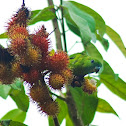 Green Racket-tail