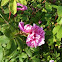Alberta wild rose