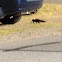 Unknown spotting
