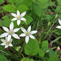 Star-of-Bethlehem