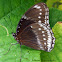 Common Eggfly
