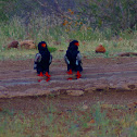 Bateleur