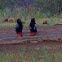 Bateleur