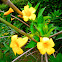 Alamanda