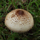 Parasol mushroom