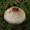 Parasol mushroom