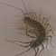 House Centipede