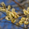 Goat Willow