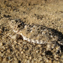 Horned Toad