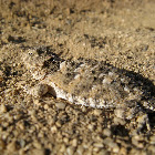 Horned Toad