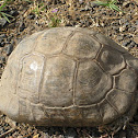 Aldabra Giant Tortoise
