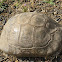 Aldabra Giant Tortoise