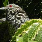 Asian Koel(Female)
