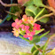 Kalanchoe