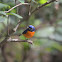 棕腹仙翁 / Rufous-bellied Niltava