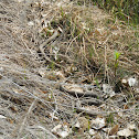 Northern Watersnake