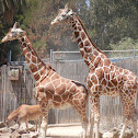 Reticulated Giraffe