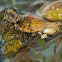 Hermit crabs