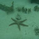 Star fish