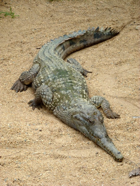 Australian freshwater crocodile | Project Noah