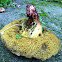 Bay Bolete