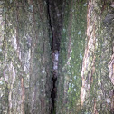 Gray Tree Frog