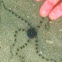 Brittle star