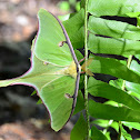 Luna Moth