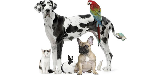 Certified Veterinary Assistant -  apk apps